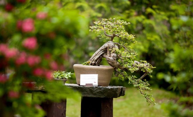 Международная выставка бонсаев в Праге