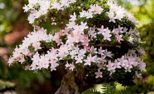 Международная выставка бонсаев в Праге