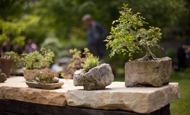Международная выставка бонсаев в Праге