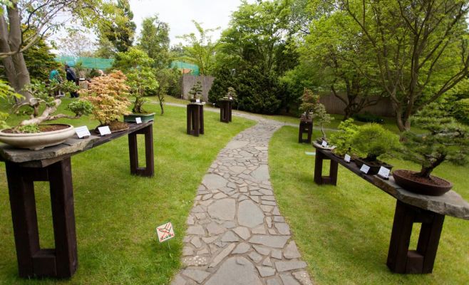 Международная выставка бонсаев в Праге