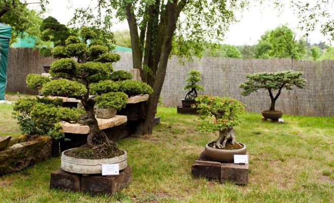 Международная выставка бонсаев в Праге