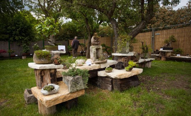 Международная выставка бонсаев в Праге