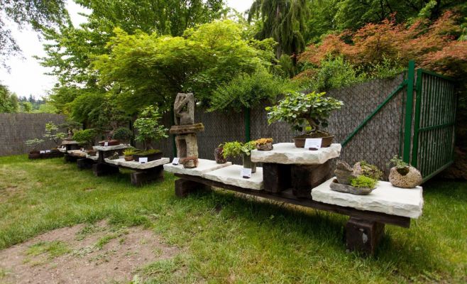 Международная выставка бонсаев в Праге