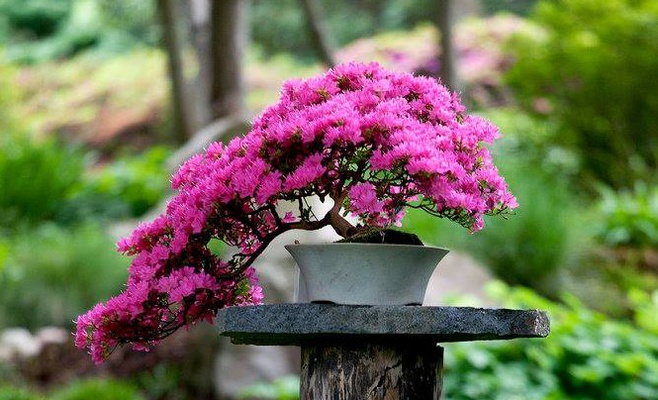 Международная выставка бонсаев в Праге