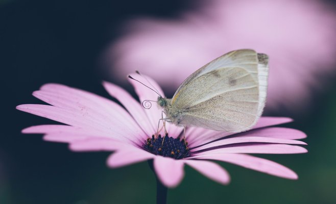 Выставка тропических бабочек в Ботаническом саду