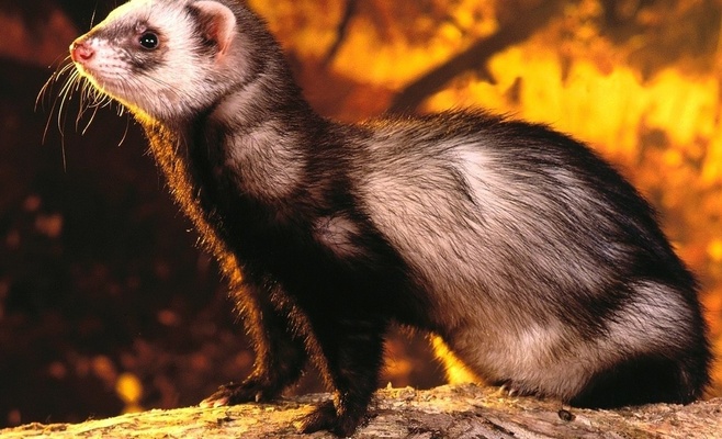 Международная выставка домашних хорьков