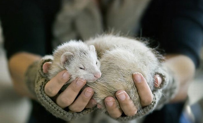 Международная выставка домашних хорьков