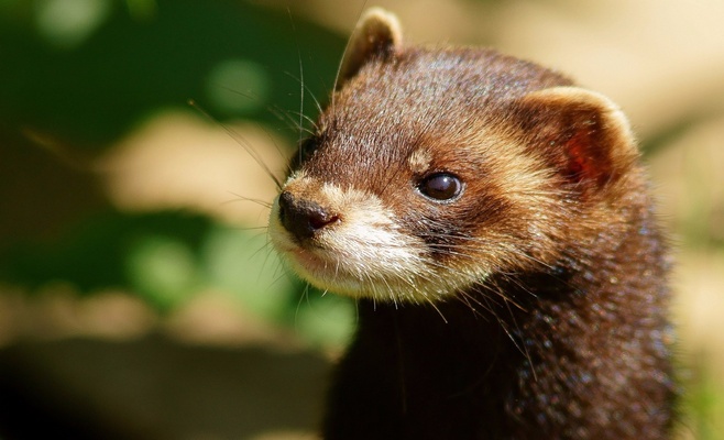 Международная выставка домашних хорьков