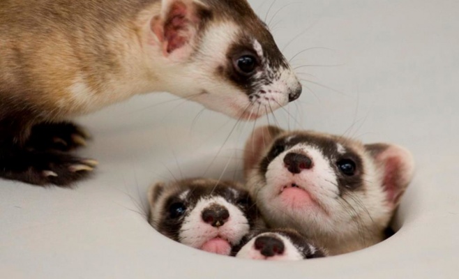 Международная выставка домашних хорьков