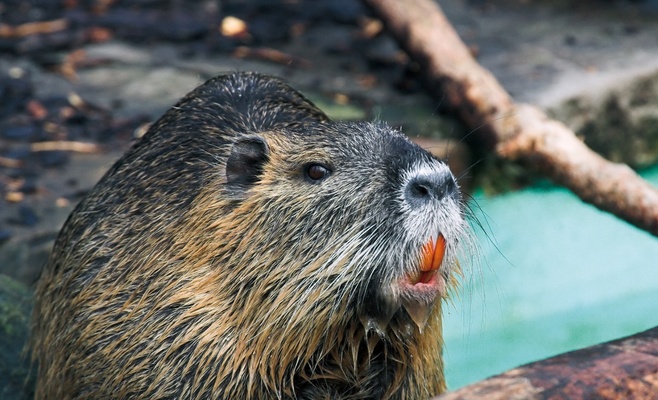На пражской набережной поселились нутрии
