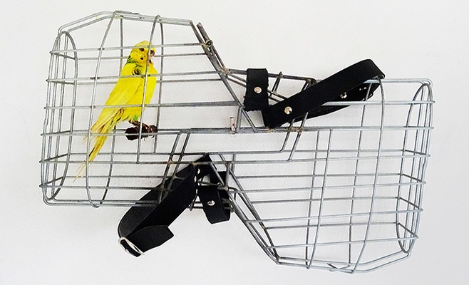 Иржи Черницкий: «Дикие сны»