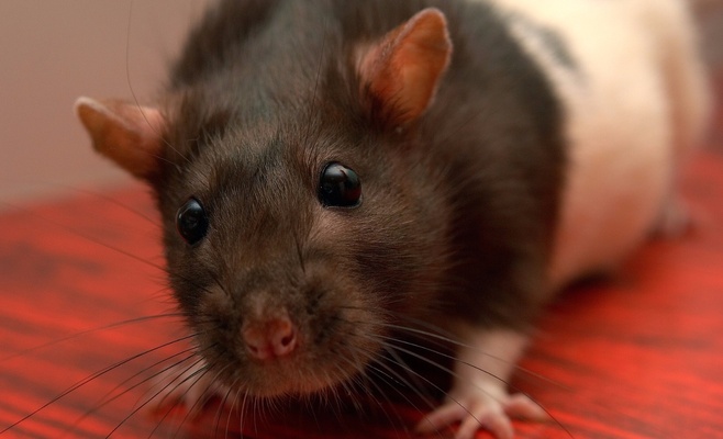 Выставка декоративных крыс в Праге