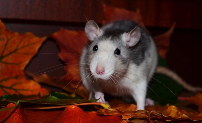 Выставка декоративных крыс в Праге