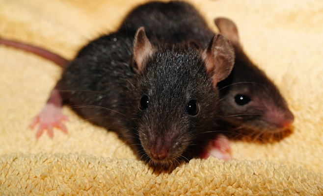 Выставка декоративных крыс в Праге