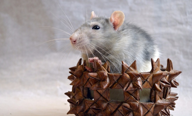 Выставка декоративных крыс в Праге