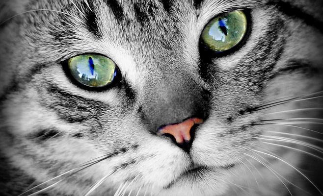 Международная выставка кошек