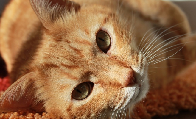 Международная выставка кошек