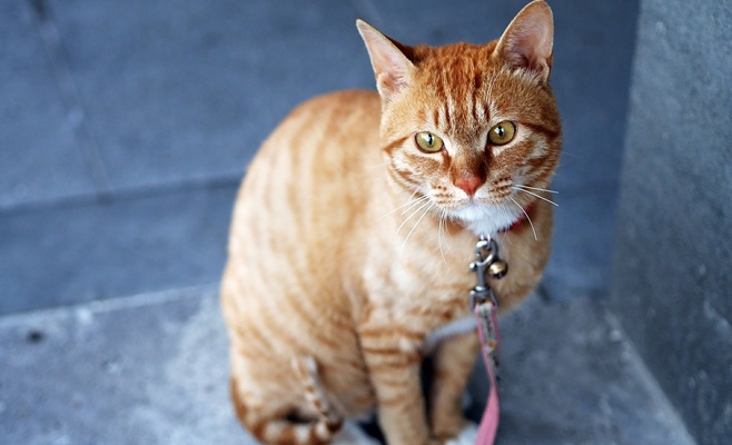 Международная выставка кошек