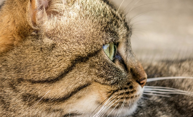 Международная выставка кошек