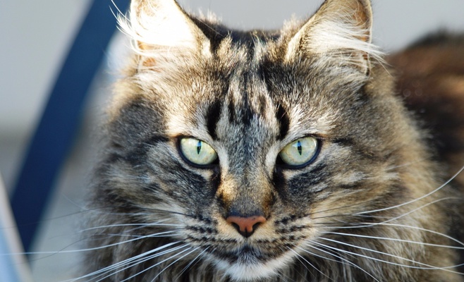 Международная выставка кошек