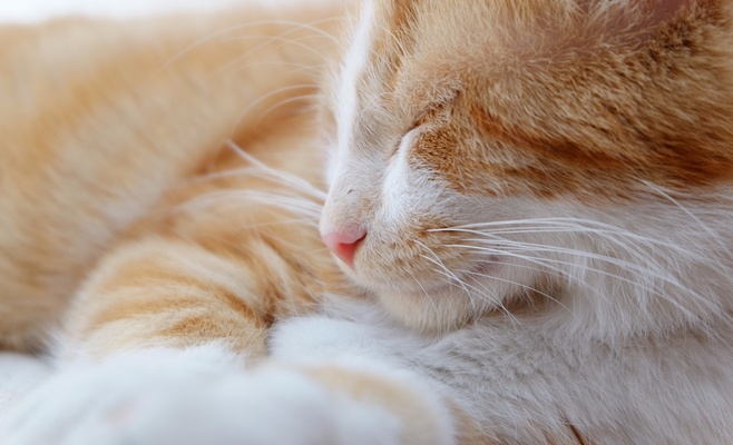 Международная выставка кошек