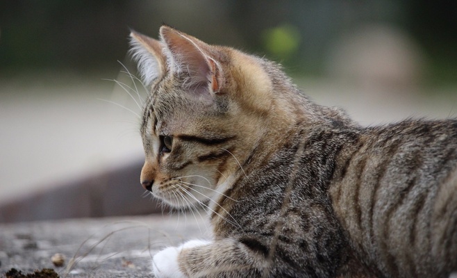 Международная выставка кошек