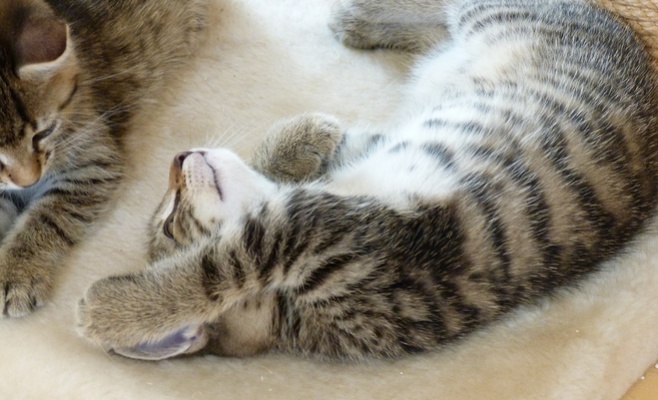 Международная выставка кошек