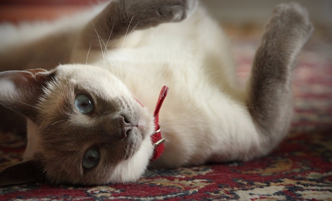 Международная выставка кошек