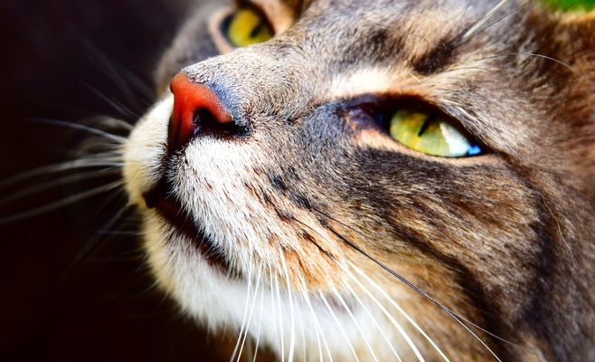 Международная выставка кошек