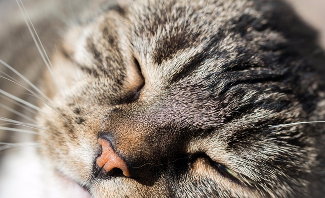 Международная выставка кошек