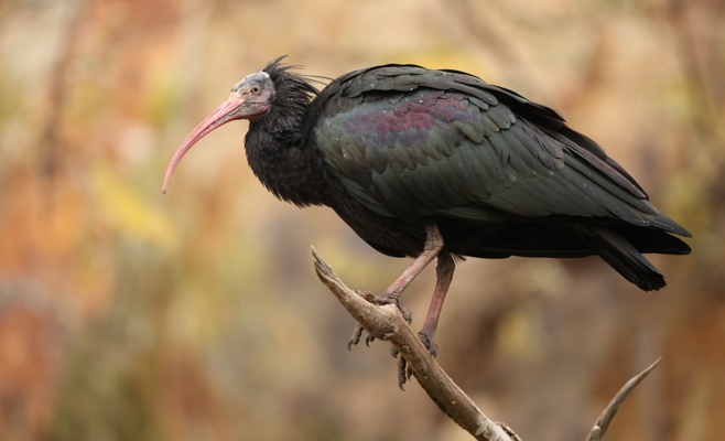 Из Пражского зоопарка улетели лесные ибисы, зоопарк просит помощи общественности