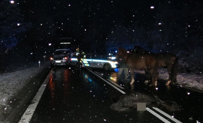 Лошади стали причиной аварий на дорогах в Южной Чехии