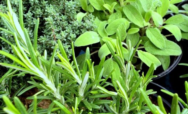 Праздник весенних трав