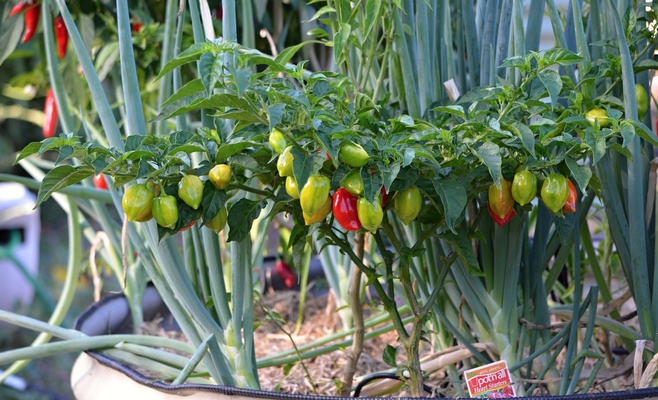 Праздник весенних трав