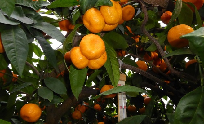 Уик-энд открытых садов