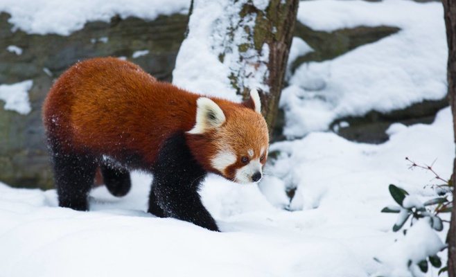 Открытие 85-го сезона в Пражском зоопарке