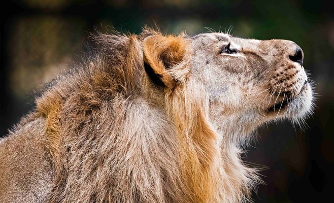 Открытие 85-го сезона в Пражском зоопарке