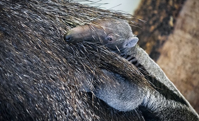 Открытие 85-го сезона в Пражском зоопарке