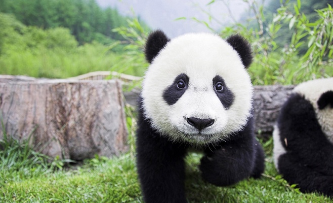 Панды появятся в Пражском зоопарке. Чехия и Китай будут сотрудничать в сфере туризма, здравоохранения и культуры