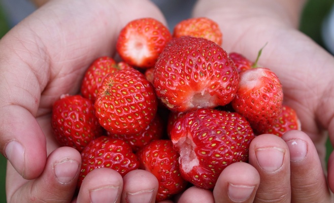 Сбор клубники на «Йиржаке»