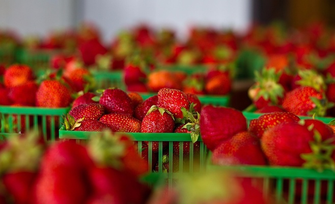 Сбор клубники на «Йиржаке»