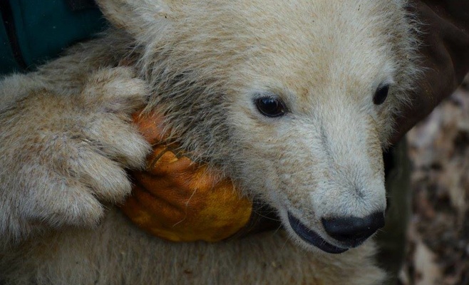 Четырёхмесячный малыш белого медведя в зоопарке города Брно — самка
