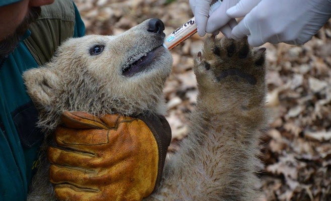 Четырёхмесячный малыш белого медведя в зоопарке города Брно — самка