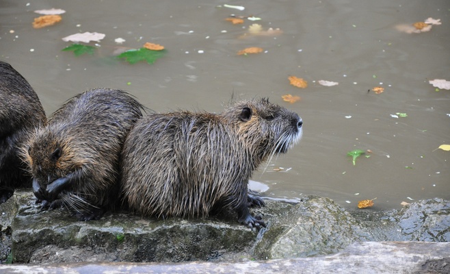 В Прагу вернулись бобры, в столице их не было более 200 лет