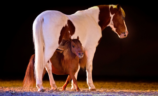 Конное шоу Apassionata — Cinema of Dreams
