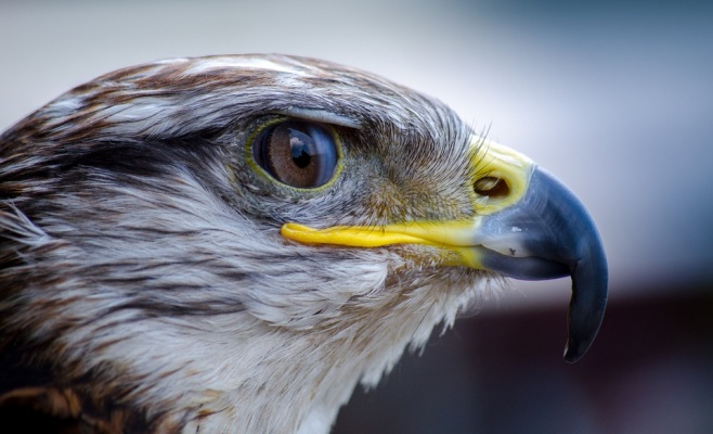 Охотничьи торжества в Национальном музее сельского хозяйства