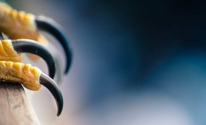 Охотничьи торжества в Национальном музее сельского хозяйства