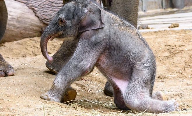 Сегодня в Праге впервые покажут новорожденного слоненка