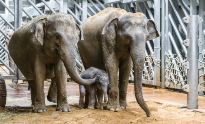 Сегодня в Праге впервые покажут новорожденного слоненка