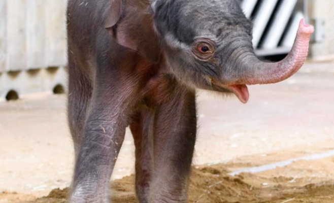 Сегодня в Праге впервые покажут новорожденного слоненка